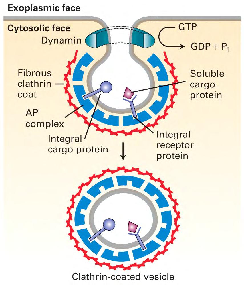 What causes scission of the endocytic vesicle?