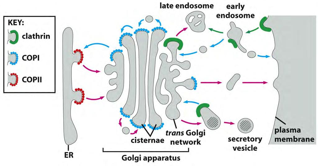 In addition to clathrin, 2 other types of coated vesicles transport cargo from organelle to organelle Clathrin: endocytosis and trans-golgi Þ late endosomes [ARF, ADP-ribosylation factor] COPII:
