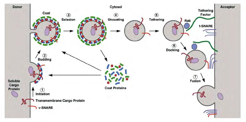 Coat proteins are central in vesicle budding Coat proteins promote formation of vesicle.