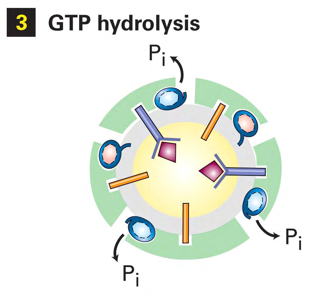 Sar1 hydrolysis (promoted by Sec 23 coat subunit) disassembles coat Summary: Through Sar1, GTP binding