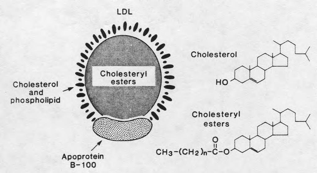 Cholesterol is carried mostly as low density