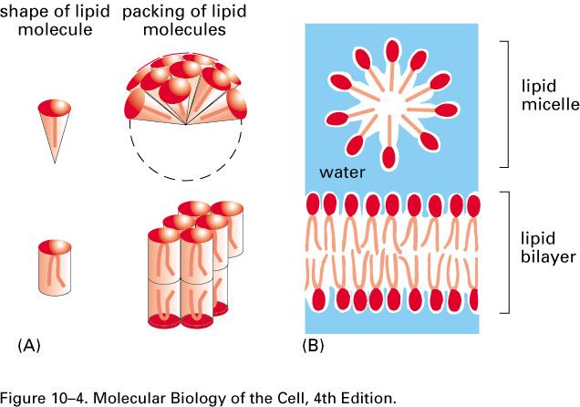 Wedge-shaped lipid molecules tend to form