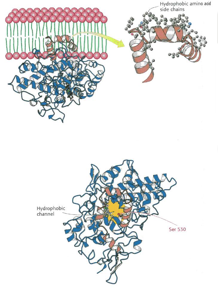 Prostaglandin synthase Catalyzes the conversion of