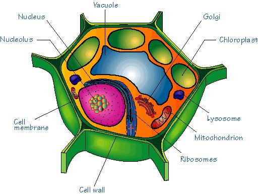 Plant cells: plastids (e.g.