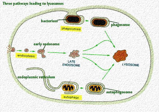 Endosomes: import into cells (go