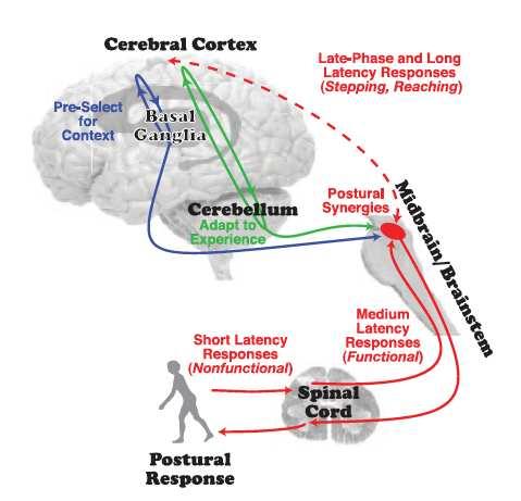2000) Same parts of brain for thinking and balance Fronto-basal ganglia circuits, vital to control gait are also involved in executive