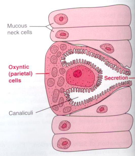 Inside the wall of the canaliculi we have parietal cells which secret HCl, G cells which secret gastrin, ECL cells which secret histamine and chief cells which secret pepsin.