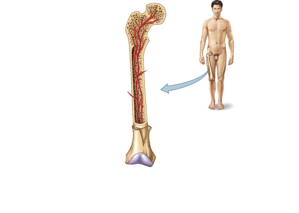Typical Long Bone Structure Spongy bone (spaces contain red bone marrow) Compact bone on surface Yellow bone marrow Blood vessel Periosteum Central cavity (contains yellow bone marrow) (a) A