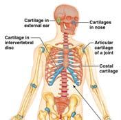 of bone and bone cells What are the parts of the skeletal system?