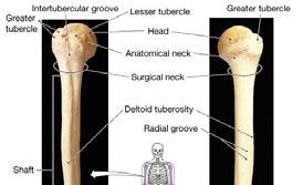Gross anatomy of bones- Bone markings Bone surfaces are rarely smooth- they display