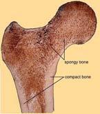 etc. These are fixed landmarks Landmarks of the Humerus Parts of the humerus - head,