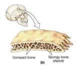 a look at the structure of a typical long bone Then we ll cover/compare the structure