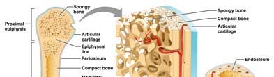 Bones have membranes- the periosteum and the endosteum Periosteum (Periosteum)