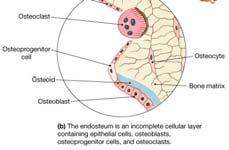 Osteoprogenitor cells stem cells, grandfather cells Osteoclasts large cells that