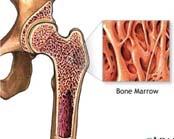 flat bones, the internal layer of spongy bone.