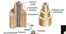 The microscopic structure of compact bone Osteon- basic