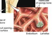 spongy bone Nutrients reach osteocytes via diffusion through