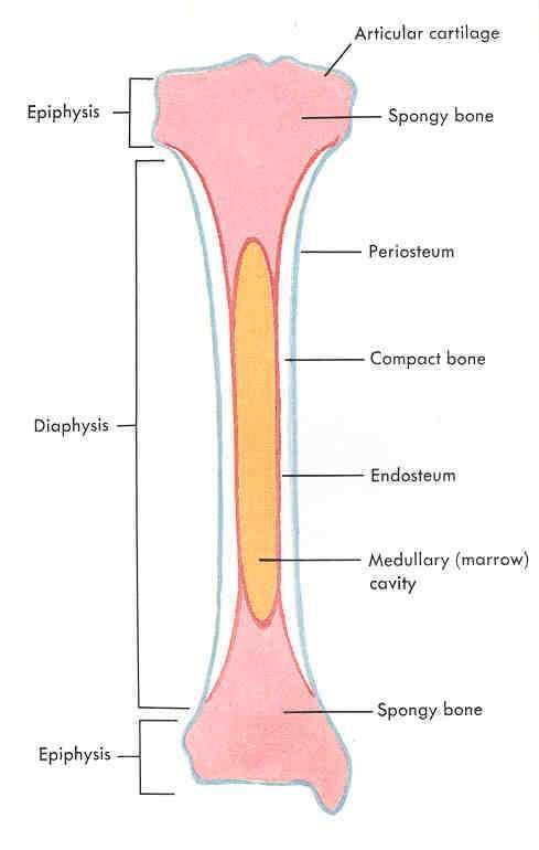 **the center of the diaphysis is a hollow chamber (MEDULLARY CAVITY), lined with