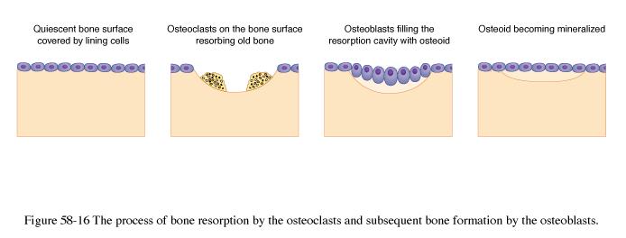**throughout life, osteoclasts continually break down bone matrix and osteoblasts replace it; these