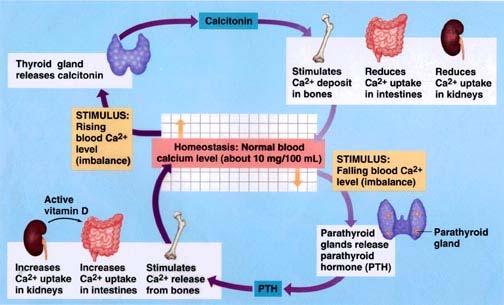 blood calcium levels vary; when blood calcium is: LOW: osteoclasts break down