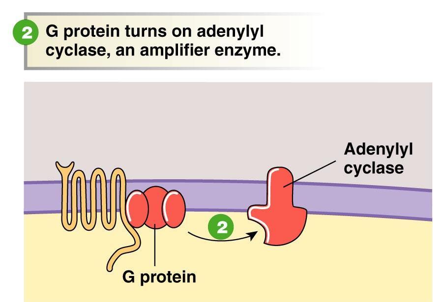 adenylyl cyclase (amplifier) camp (2 nd messenger) protein kinase activation phosphorylated protein 2.