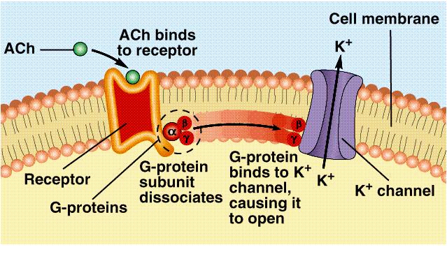 G - Protein Mediated Signal