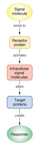 Signal Pathways Signal molecule (ligand) Ligand = active messenger Receptor on target