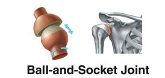 Types of Joints Ball & Socket Joint example: shoulder