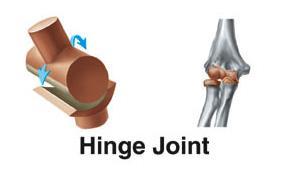 circle) Hinge Joint example: knee (when you kick your