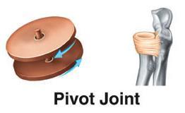 example: When you nod your head, one pivot joint