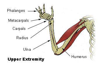 HUMAN ANATOMY Muscular System There are muscles in your body that function to move the skeleton.