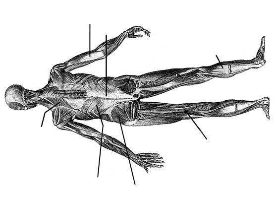 Gastrocnemius 2. Triceps 7. Trapezius 12. Erector Spinae 3. Biceps 8.