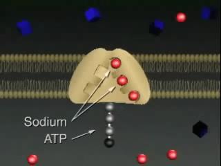 Facilitated Diffusion Diffusion through protein channels channels move specific molecules across cell membrane no energy needed facilitated = with help open channel = fast transport HIGH LOW The