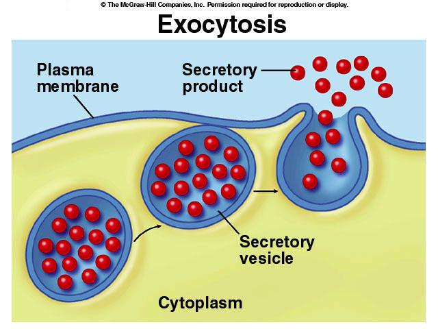 vesicles & vacuoles endocytosis phagocytosis = cellular