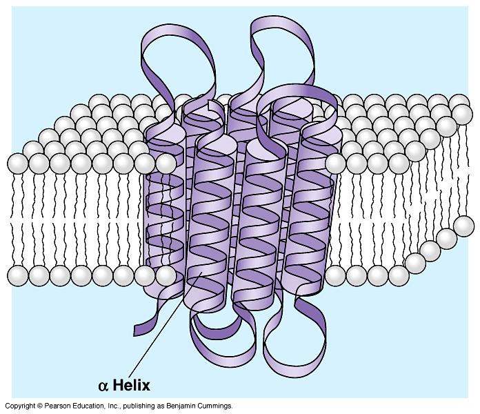 Membrane becomes semi-permeable via protein channels specific channels allow specific material across cell membrane inside cell H 2 O aa sugar NH 3 salt outside cell Why are proteins