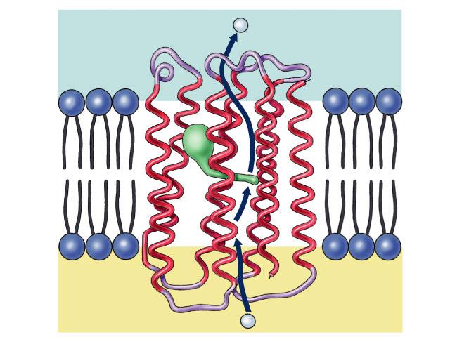 Nonpolar (hydrophobic) COOH α-helices in the