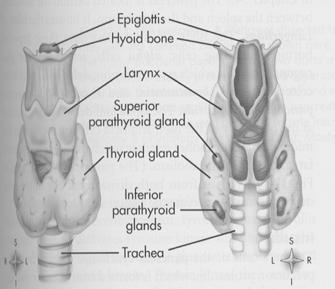 Juvenile Hypothryoidism Congenital Congenital hypoplastic thyroid gland Acquired Partial or complete thyroidectomy for