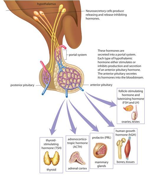 The Anterior Pituitary Gland Produces and secretes six major hormones TSH