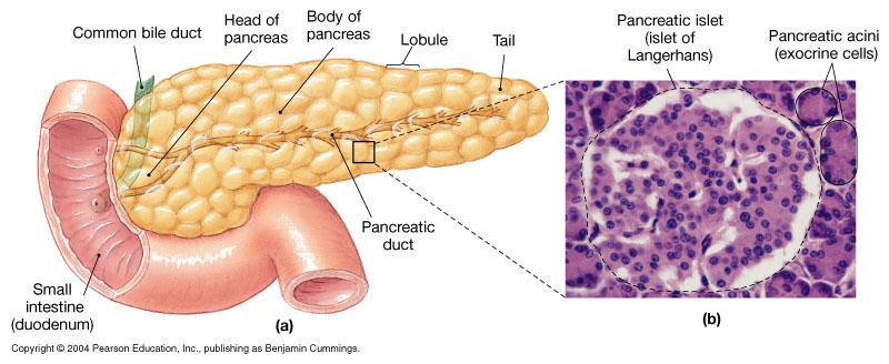 The Pancreas 25 The Pancreas Both Insulin and Glucagon are important in the overall blood glucose balance during meals and in-between meals or fasting.