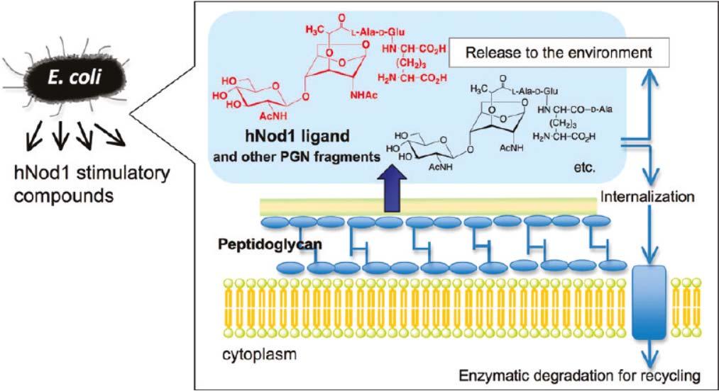 Peptidoglycans Peptidoglycans - heteroglycan chains linked to peptides Major component of bacterial cell walls Heteroglycan composed of alternating GlcNAc and N-acetylmuramic acid (MurNAc) -(1 4)