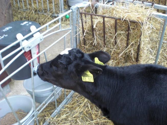Conventional rearing of calves during the last decades a restrictive provision of milk or milk replacer (MR) to newborn calves was (and is still) common practice on cattle farms Why?