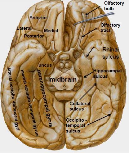 -On the orbital surface, the olfactory sulcus lies near and parallel to the median fissure and lateral to the Gyrus Rectus, it is overlapped by the olfactory tract which ends as the olfactory bulb.