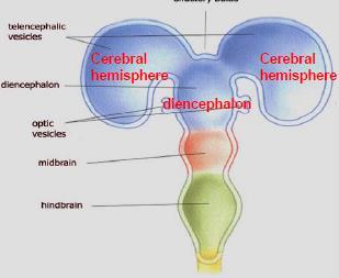 The Embryology of the brain: The neural tube is a sheet, derived from the surface ectoderm, that gets differentiated in the embryo into a proximal and distal end representing an open tube, divided