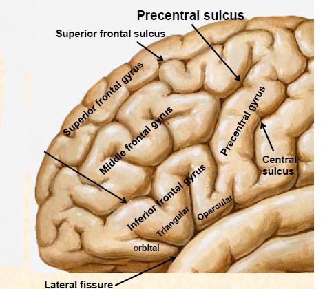 The Frontal Lobe: The anatomical boundaries of the Frontal lobe: -Anteriorly: Frontal pole -Posteriorly: Central sulcus -Inferiorly: Posterior ramus of the lateral fissure -Superiorly: Supero-medial