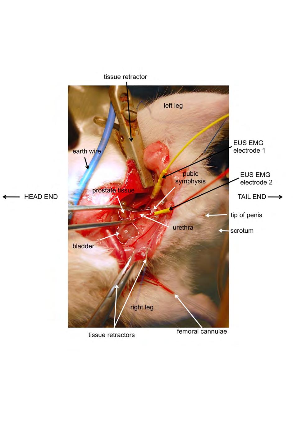 Figure 2.1. Labelled photograph showing location of electrodes placed to record EMG activity of the external urethral sphincter (EUS).