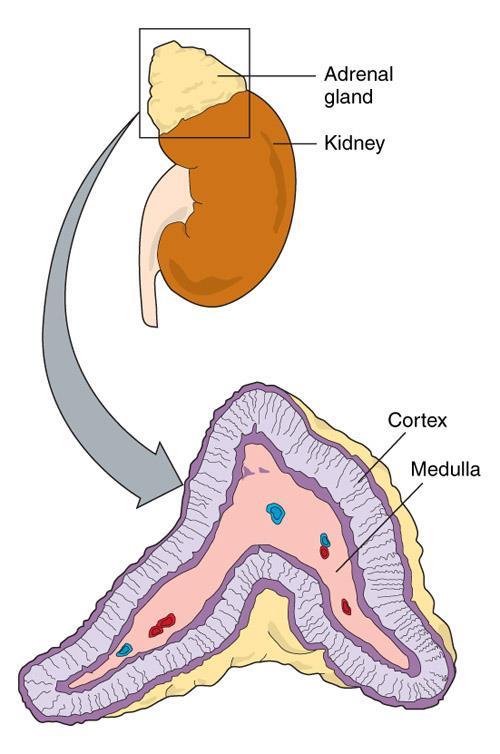 *Adrenal Gland There are two adrenal glands. -*One is located on top of each kidney. - *Each gland has two parts: 1.