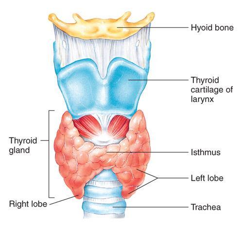 - Butterfly shaped *Thyroid Gland - -Located in the anterior neck on either side of