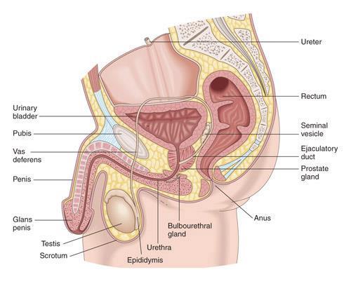 Gonads Sex glands Testes (male) responsible for producing sperm and the hormone testosterone.