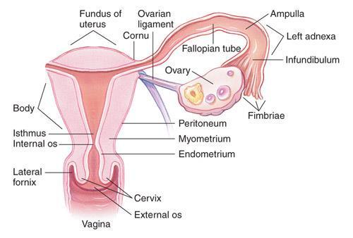 Sex glands: Gonads Ovaries (female) responsible for producing the ova or egg and the hormones estrogen and progesterone.