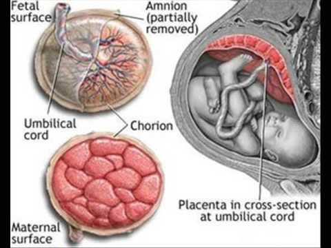 Examining the Placenta https://www.